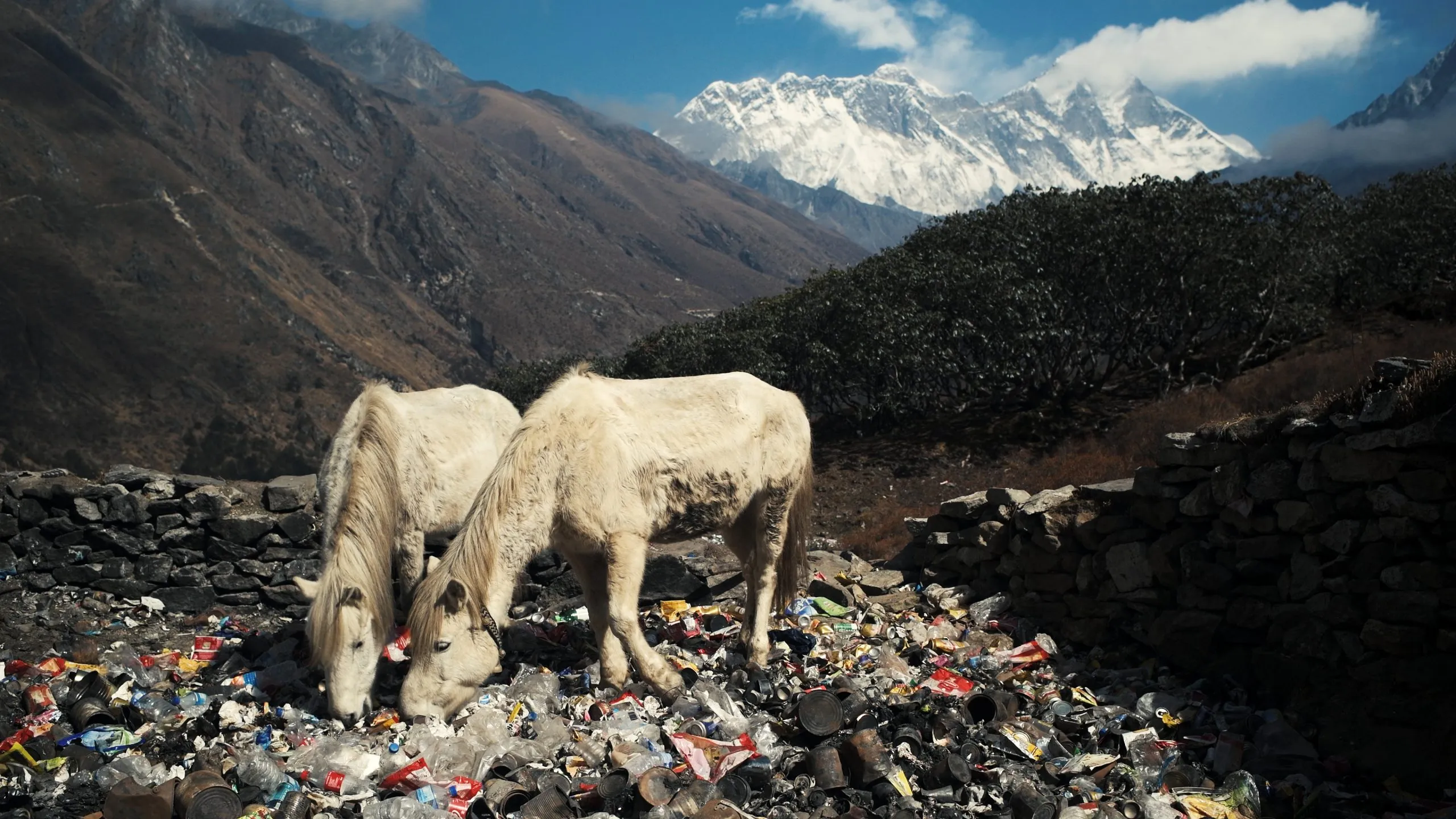 Horses grazing through trash with Mt Everest visible in the background.