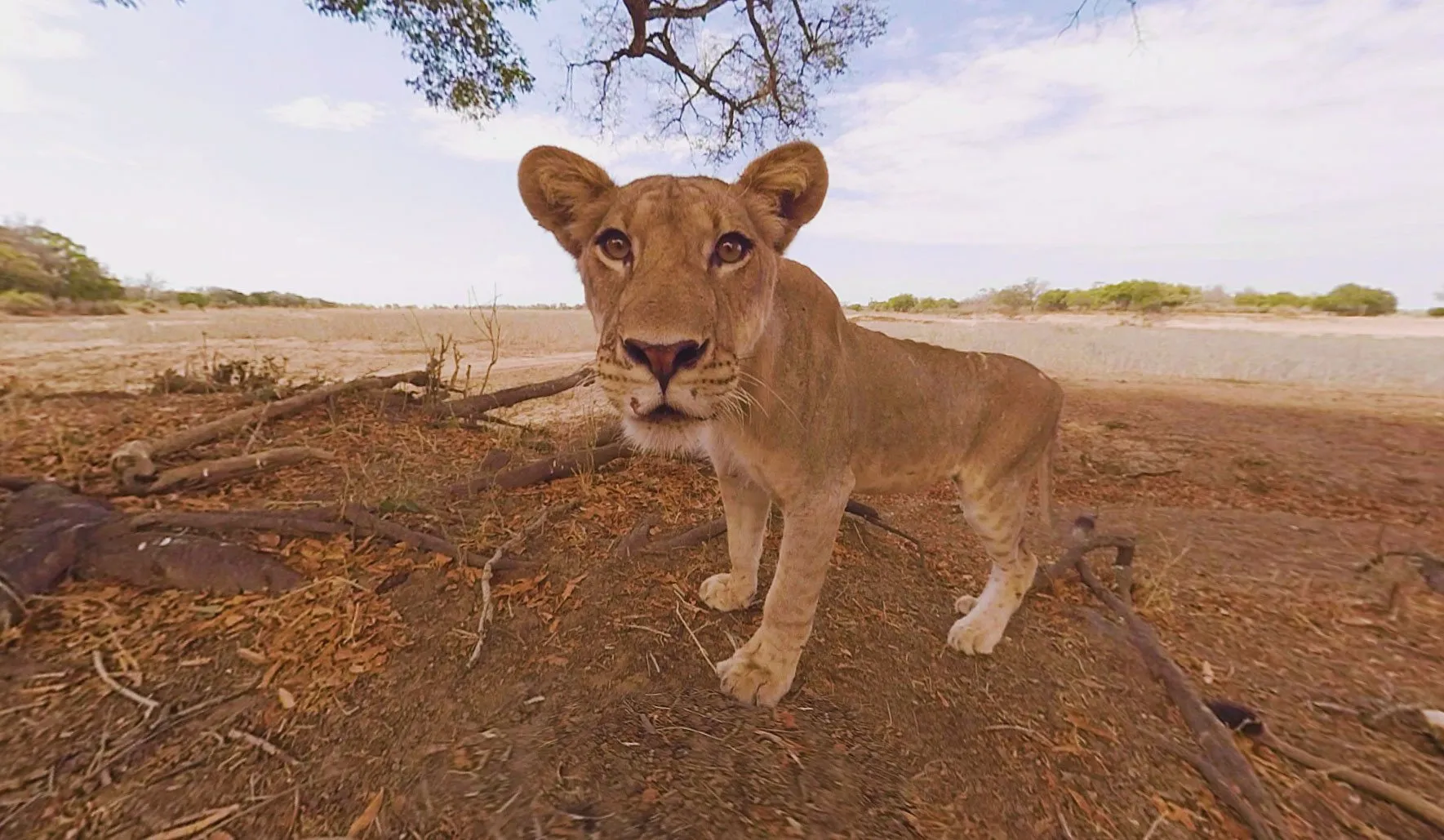 Gibson the Lion — a 360-documentary filmed from within a pride of wild lions.