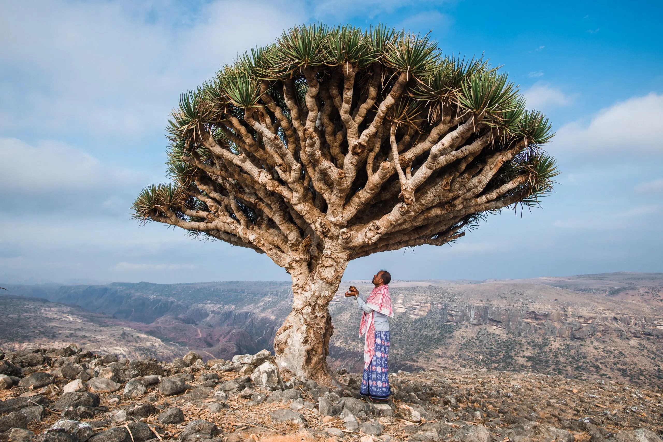 Socotra: Dragon’s Blood Island