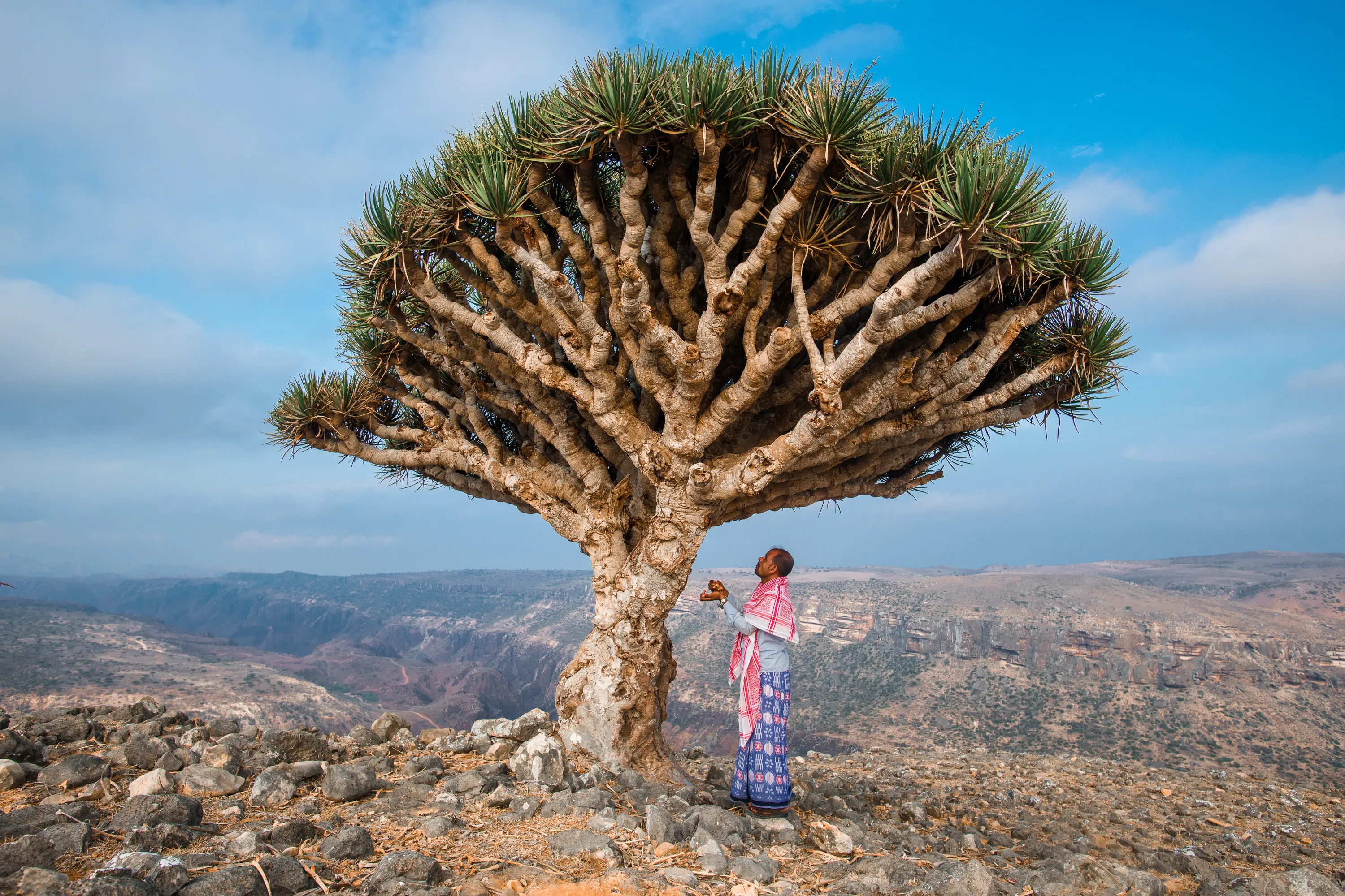 Dragon's Blood Tree on Socotra.